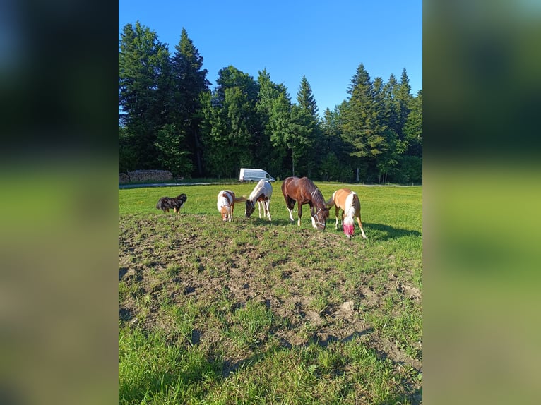 Other Warmbloods Gelding 5 years 15 hh Pinto in Langen bei Bregenz
