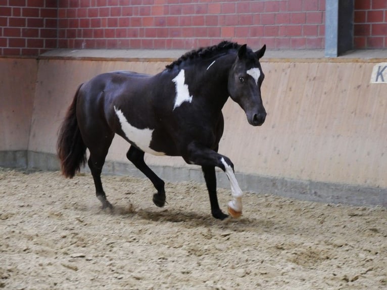 Other Warmbloods Mix Gelding 5 years 15 hh Pinto in Dorsten