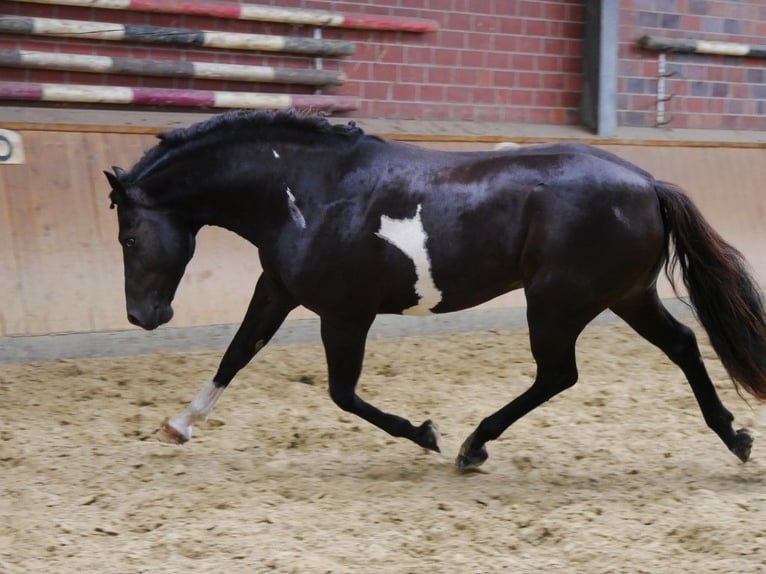 Other Warmbloods Mix Gelding 5 years 15 hh Pinto in Dorsten