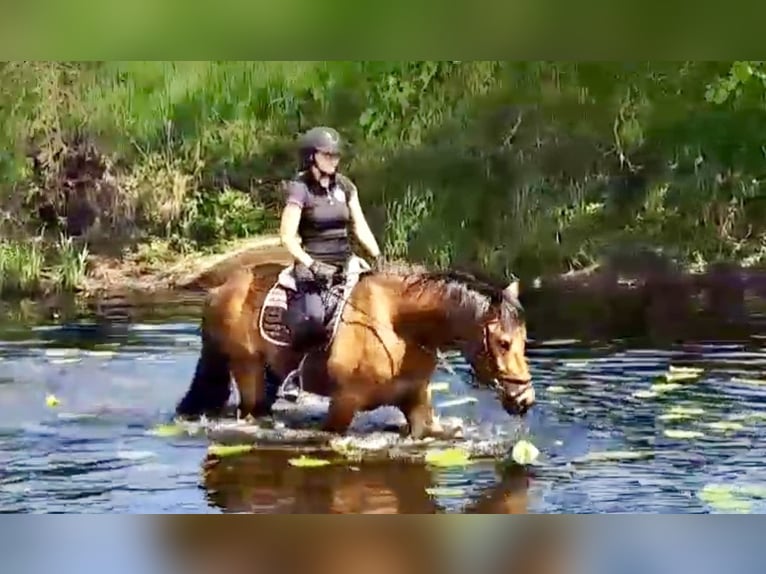 Other Warmbloods Gelding 5 years 15,1 hh Brown-Light in Pelmberg