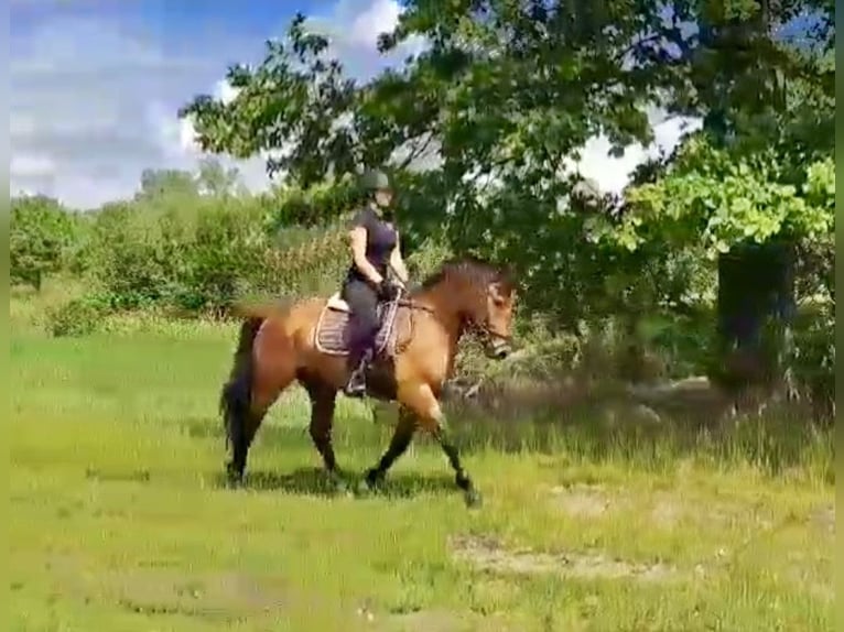 Other Warmbloods Gelding 5 years 15,1 hh Brown-Light in Pelmberg