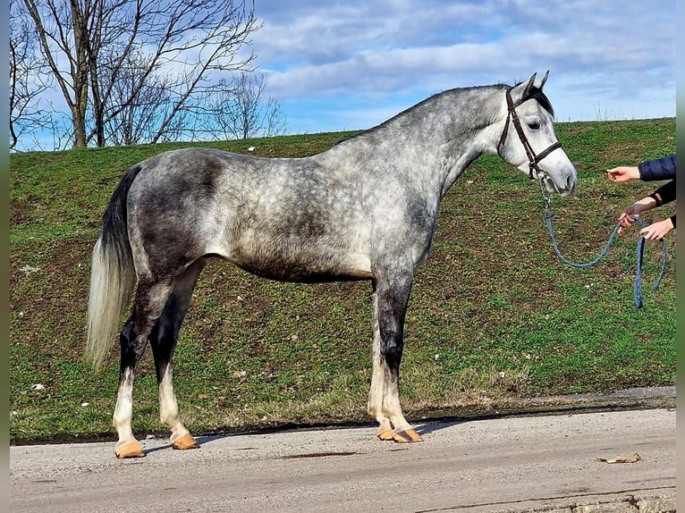 Other Warmbloods Gelding 5 years 15,2 hh Grey in Gyula