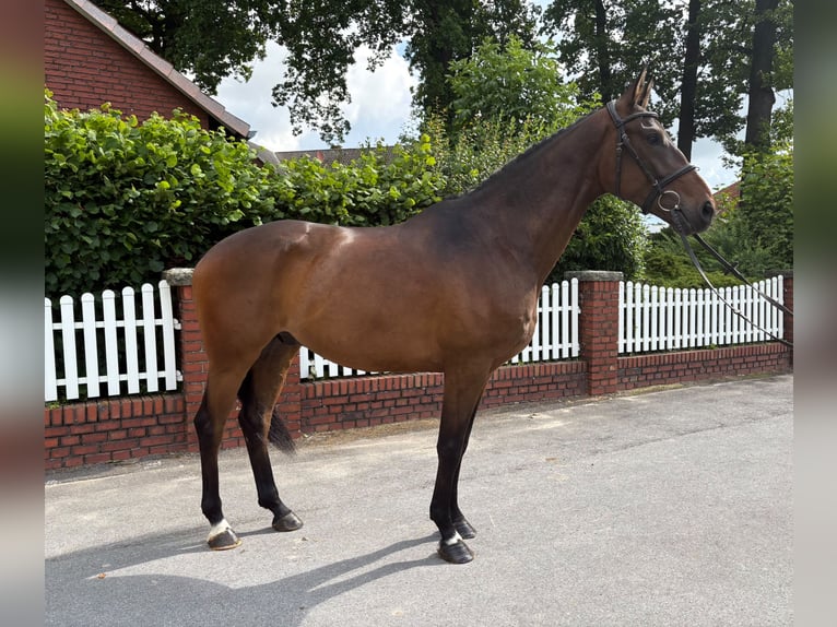 Other Warmbloods Gelding 5 years 16.1 hh Bay-Dark in Bad Laer