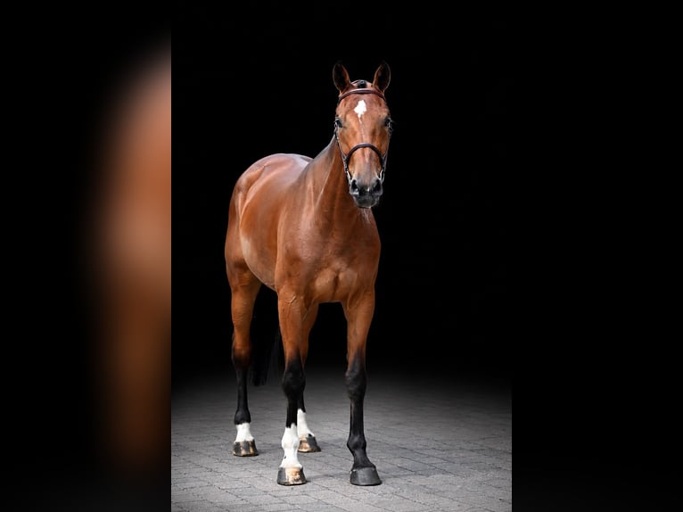 Other Warmbloods Gelding 5 years 16.1 hh Brown in Zülpich
