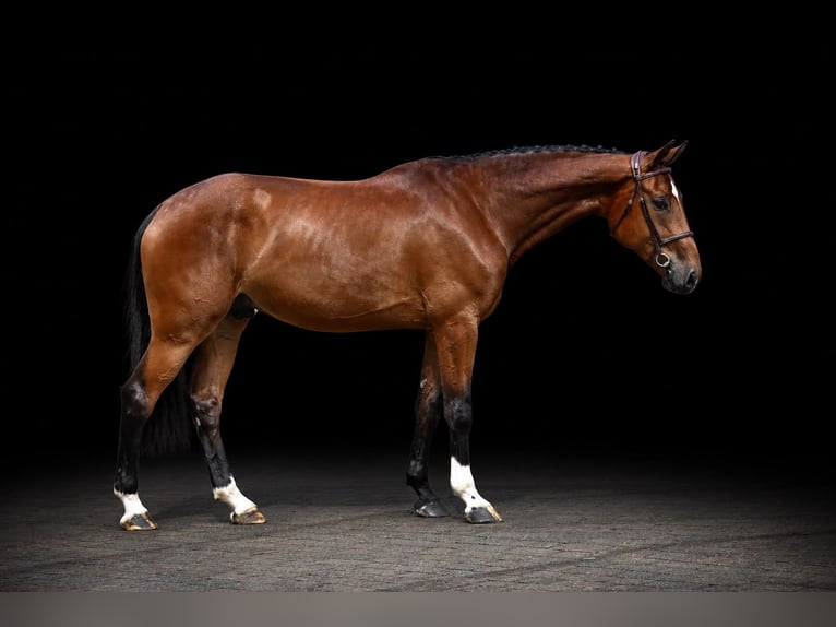 Other Warmbloods Gelding 5 years 16.1 hh Brown in Zülpich