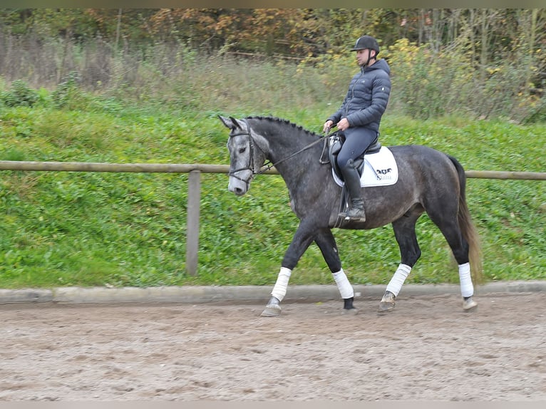 Other Warmbloods Gelding 5 years 16,1 hh Gray-Blue-Tan in Wellheim