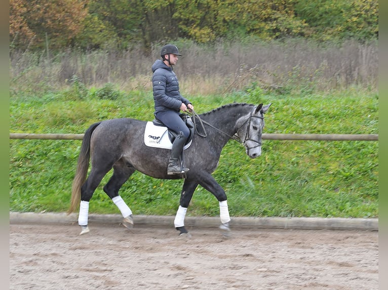 Other Warmbloods Gelding 5 years 16,1 hh Gray-Blue-Tan in Wellheim