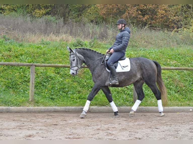 Other Warmbloods Gelding 5 years 16,1 hh Gray-Blue-Tan in Wellheim