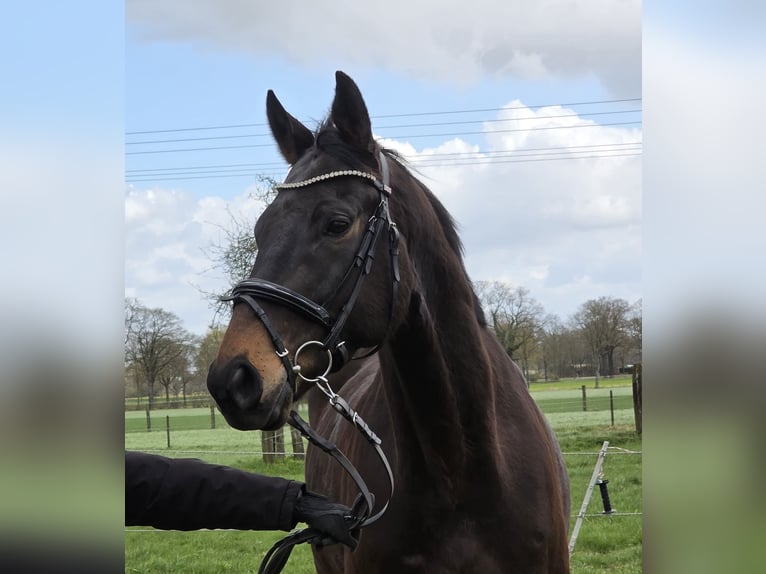 Other Warmbloods Gelding 5 years 16.1 hh Smoky-Black in Wachtendonk