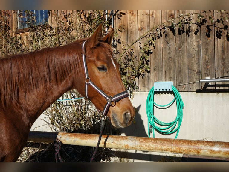 Other Warmbloods Gelding 5 years 16,2 hh Chestnut-Red in Penk