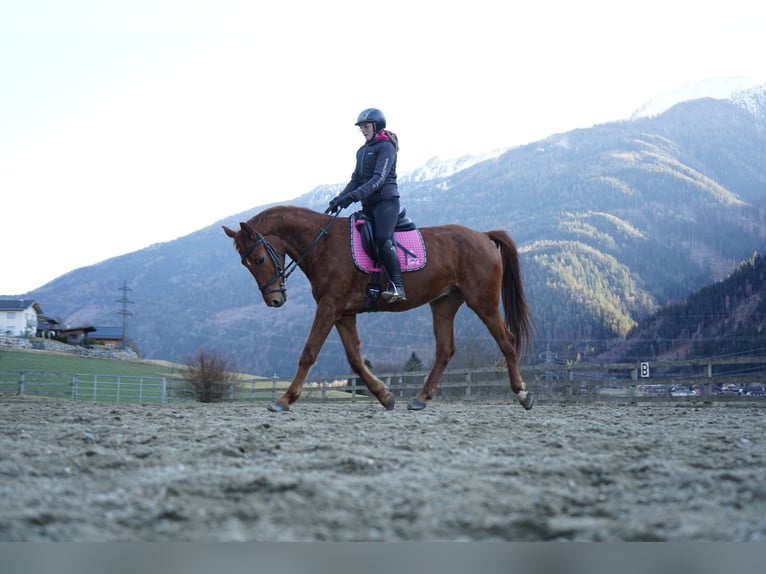 Other Warmbloods Gelding 5 years 16,2 hh Chestnut-Red in Penk