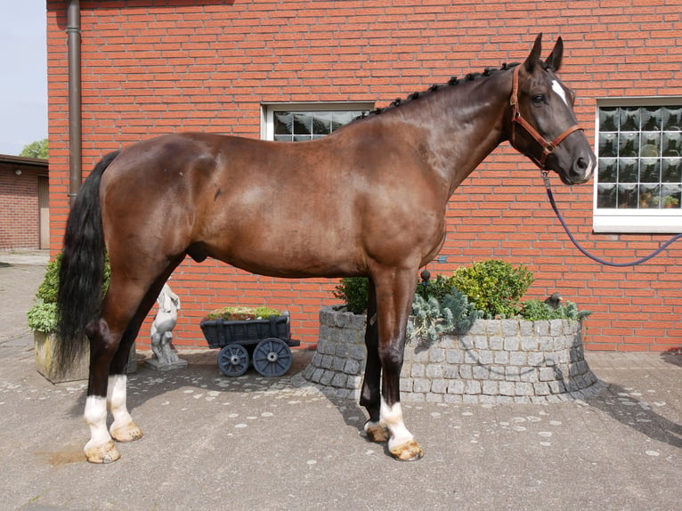 Other Warmbloods Gelding 5 years 16.2 hh  in Dorsten