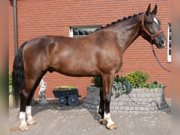 Other Warmbloods Gelding 5 years 16.2 hh  in Dorsten