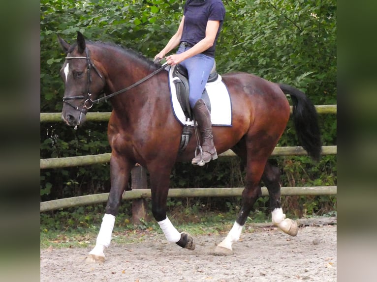 Other Warmbloods Gelding 5 years 16.2 hh  in Dorsten