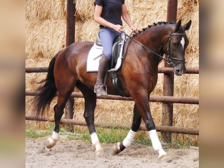 Other Warmbloods Gelding 5 years 16.2 hh  in Dorsten