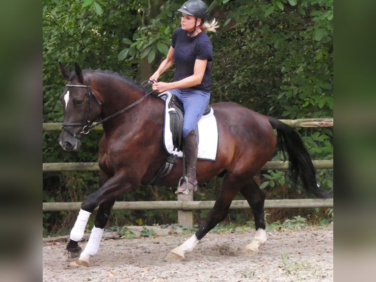 Other Warmbloods Gelding 5 years 16.2 hh  in Dorsten