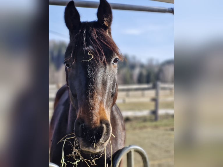 Other Warmbloods Gelding 5 years 16 hh Brown in Kobenz