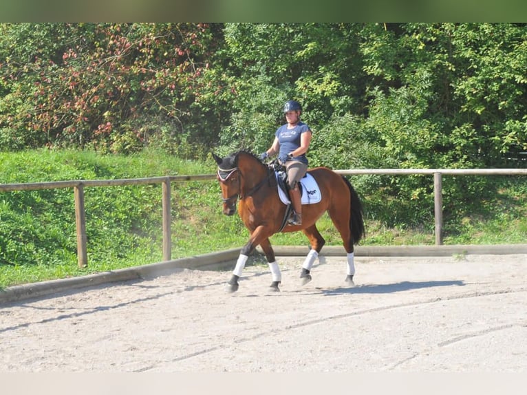 Other Warmbloods Gelding 5 years 16 hh Brown in Wellheim