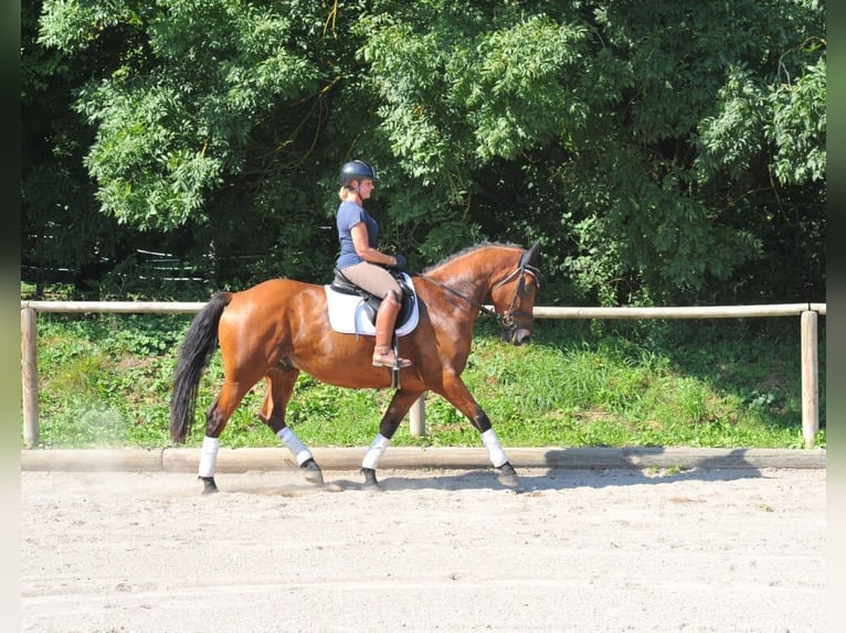 Other Warmbloods Gelding 5 years 16 hh Brown in Wellheim