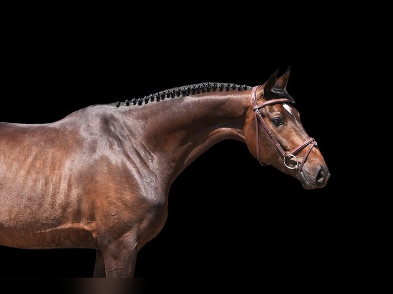 Other Warmbloods Gelding 5 years 16 hh Brown in Z&#xFC;lpich
