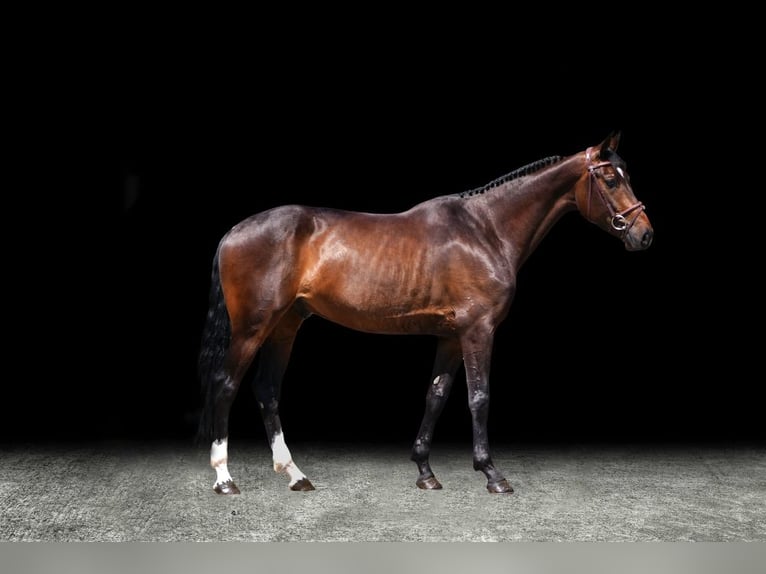 Other Warmbloods Gelding 5 years 16 hh Brown in Z&#xFC;lpich