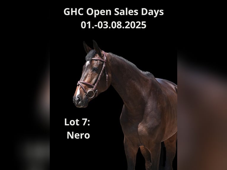 Other Warmbloods Gelding 5 years 16 hh Brown in Z&#xFC;lpich