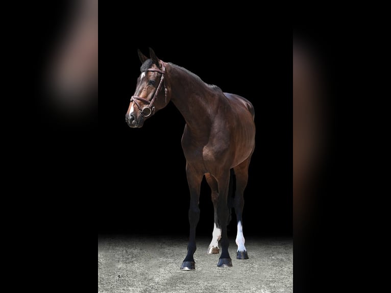 Other Warmbloods Gelding 5 years 16 hh Brown in Z&#xFC;lpich