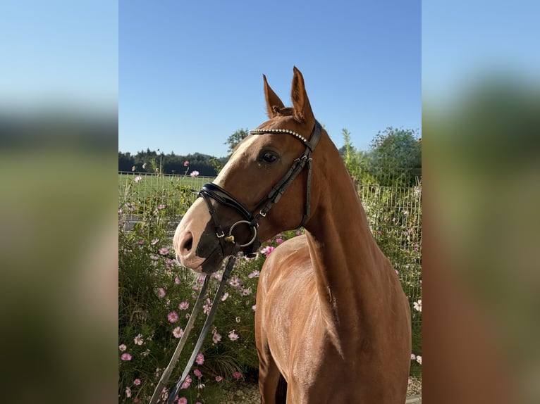 Other Warmbloods Gelding 5 years 16 hh Chestnut-Red in Ebenweiler