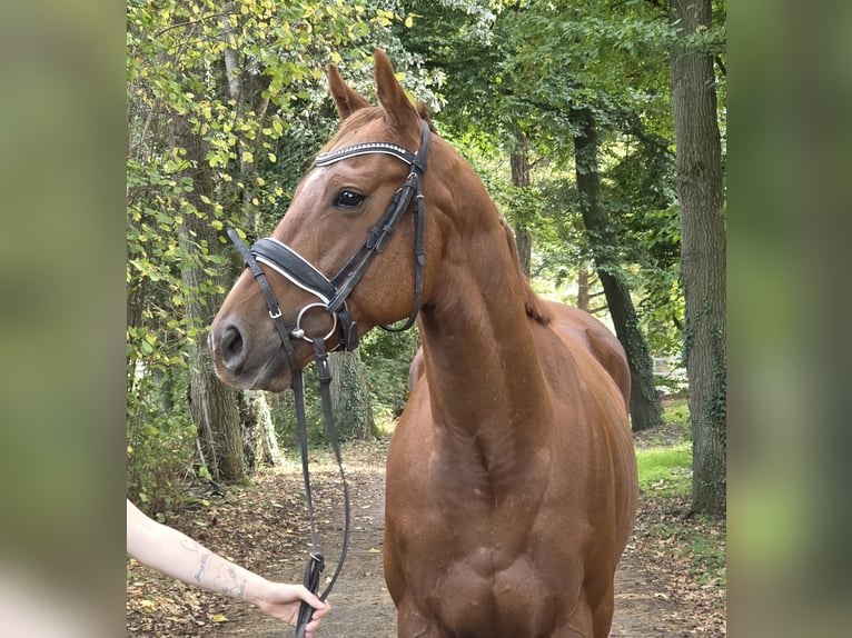 Other Warmbloods Gelding 5 years 16 hh Chestnut-Red in Wachtendonk