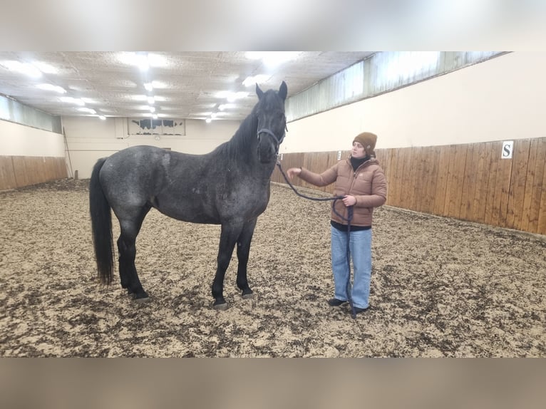 Other Warmbloods Mix Gelding 5 years 16 hh Grey in Trnava