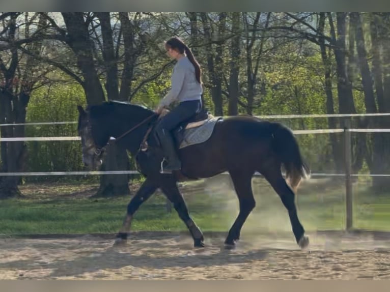 Other Warmbloods Gelding 5 years 16 hh Grey in Liebing