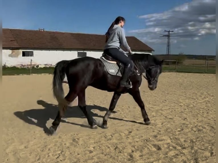 Other Warmbloods Gelding 5 years 16 hh Grey in Liebing