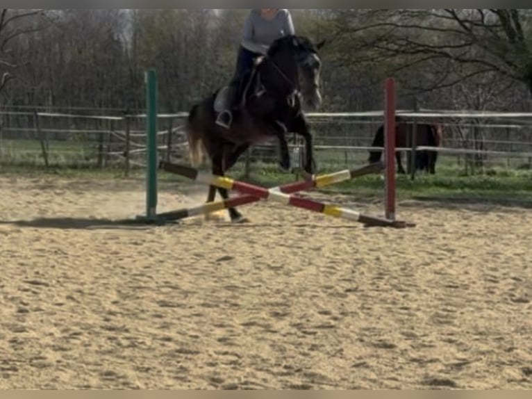 Other Warmbloods Gelding 5 years 16 hh Grey in Liebing