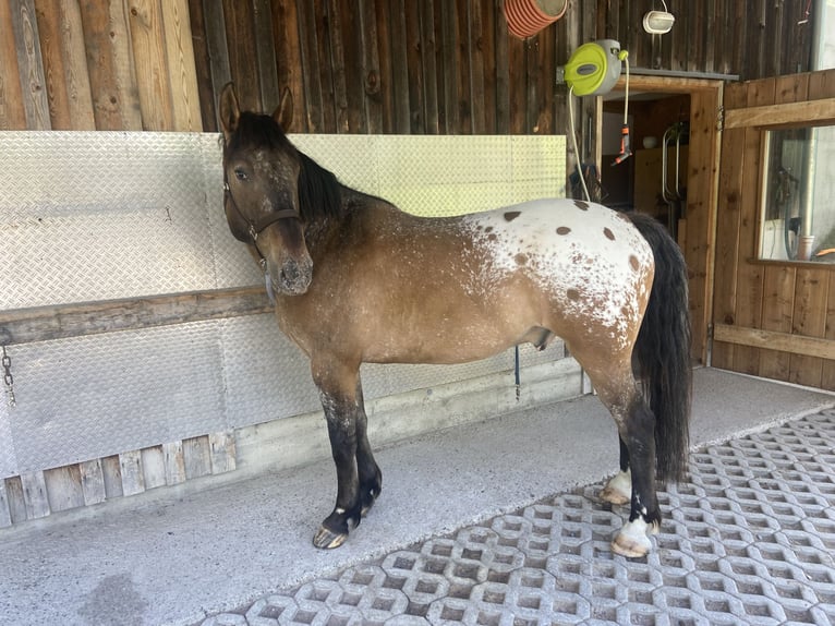 Other Warmbloods Gelding 5 years 16 hh Leopard-Piebald in Grießau