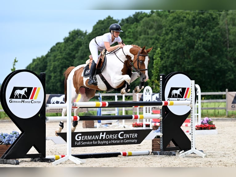Other Warmbloods Gelding 5 years 16 hh Pinto in Zülpich
