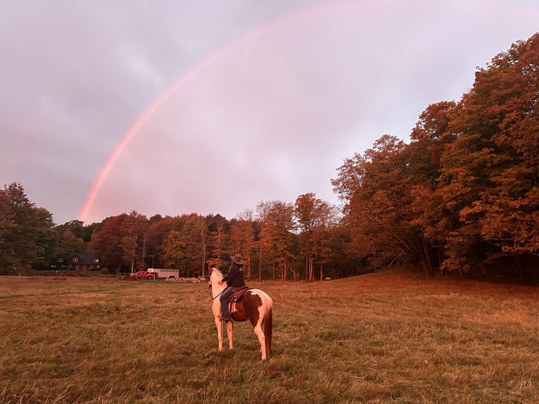 Other Warmbloods Mix Gelding 5 years 16 hh Pinto in Granville