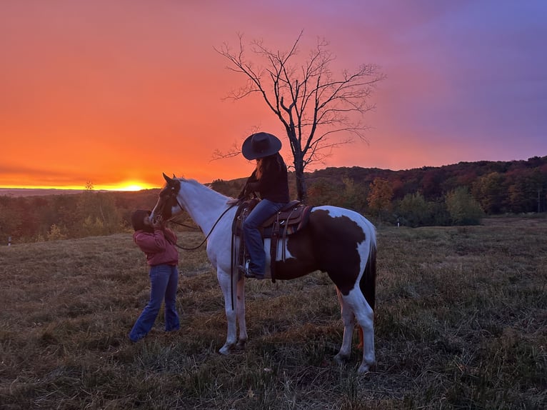 Other Warmbloods Mix Gelding 5 years 16 hh Pinto in Granville