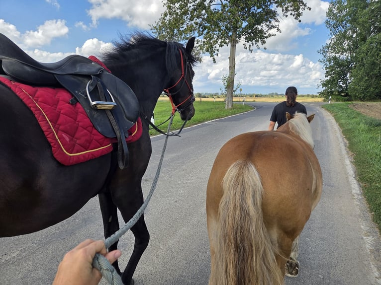 Other Warmbloods Mix Gelding 5 years 16,1 hh Bay-Dark in Brüssow