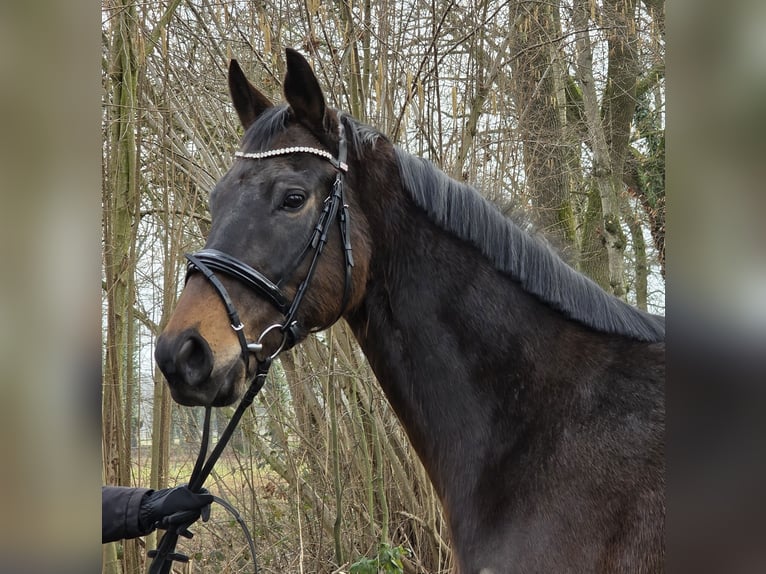 Other Warmbloods Gelding 5 years 16,1 hh Smoky-Black in Wachtendonk