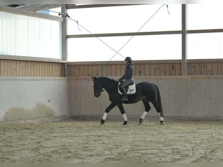 Other Warmbloods Gelding 5 years 16,1 hh Smoky-Black in Wellheim