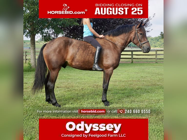 Other Warmbloods Gelding 5 years 16,2 hh Bay in Tuscarora