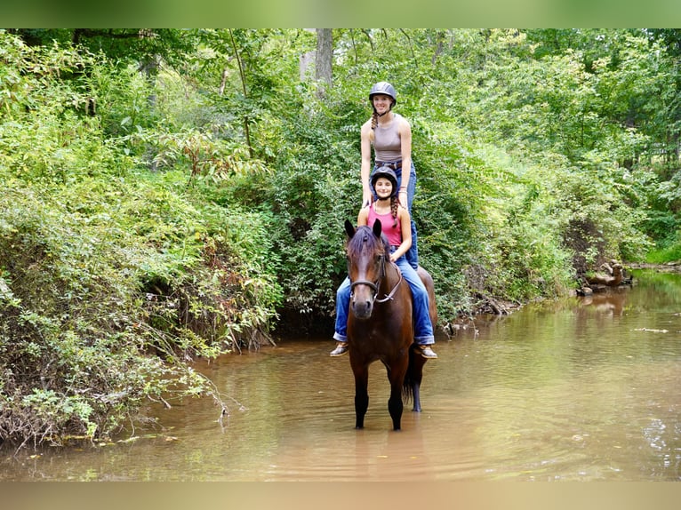 Other Warmbloods Gelding 5 years 16,2 hh Bay in Tuscarora