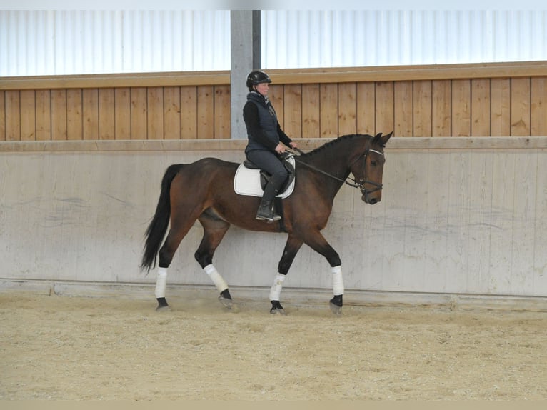 Other Warmbloods Gelding 5 years 16,2 hh  in Wellheim