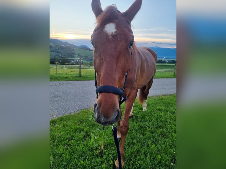 Other Warmbloods Gelding 5 years 16,3 hh Chestnut-Red in Eppenstein