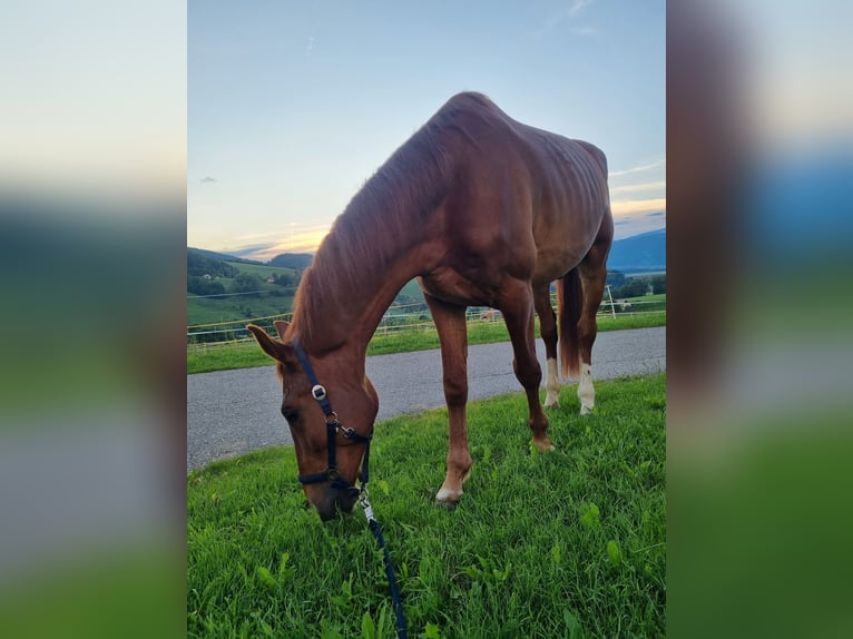Other Warmbloods Gelding 5 years 16,3 hh Chestnut-Red in Eppenstein