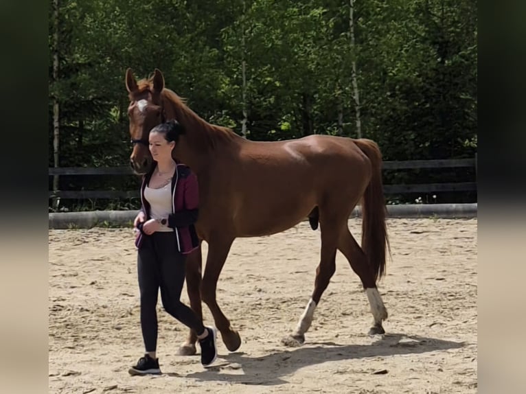 Other Warmbloods Gelding 5 years 16,3 hh Chestnut-Red in Eppenstein