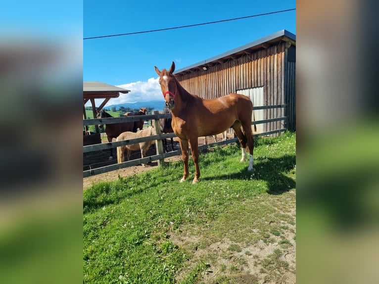 Other Warmbloods Gelding 5 years 16,3 hh Chestnut-Red in Eppenstein