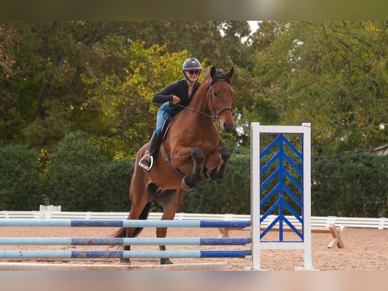 Other Warmbloods Mix Gelding 5 years 17,1 hh Bay in Clover