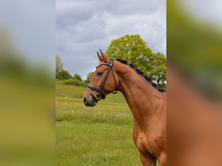 Other Warmbloods Gelding 5 years 17 hh Brown in Hayingen