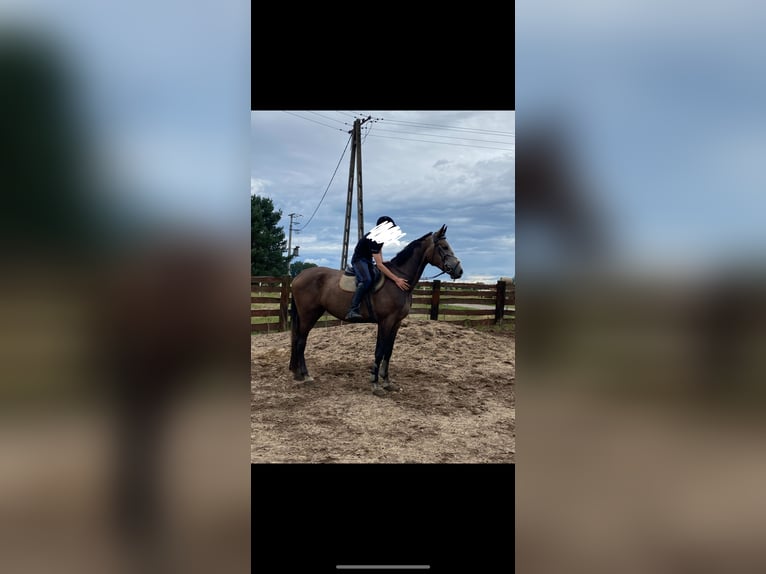 Other Warmbloods Gelding 5 years 17 hh Can be white in Gębice